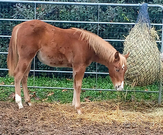 Puledro Maschio Quarter