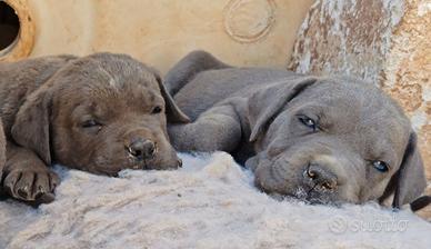 Cuccioli di Cane Corso