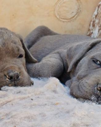 Cuccioli di Cane Corso