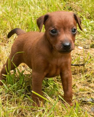 Cucciolo di Pinscher nano rosso cervo