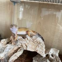 Geco Leopardino femmina con teca e tappetino