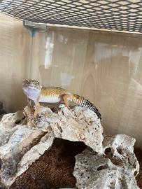 Geco Leopardino femmina con teca e tappetino