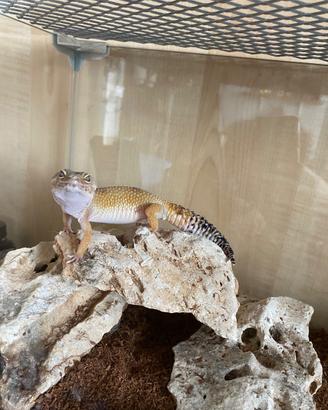 Geco Leopardino femmina con teca e tappetino