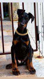 Dobermann
