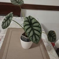 alocasia Silver Dragon 