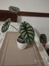 alocasia Silver Dragon 
