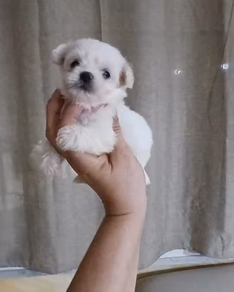 mini maltesi toy