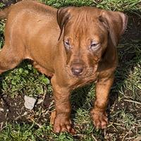 Rhodesian Ridgeback