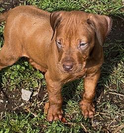 Rhodesian Ridgeback