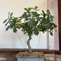 Bonsai quercia frania stile Moyogi altezza 75 cm