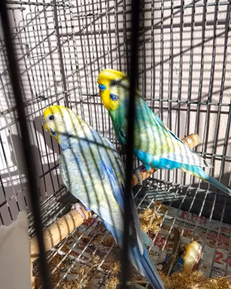 Uccelli