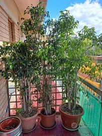 piante in vaso