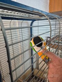 Pappagalli parlanti coccoloni