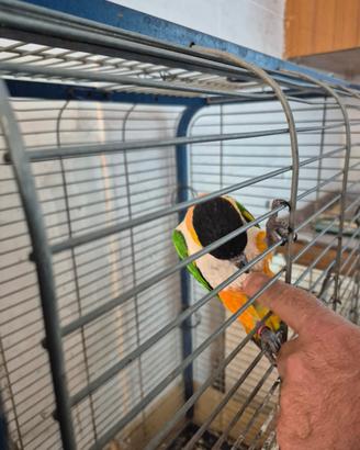 Pappagalli parlanti coccoloni