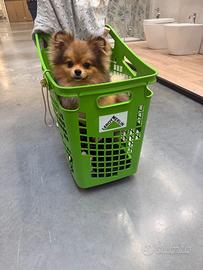 Pomerania maschio per monta, PEDIGREE ENCI