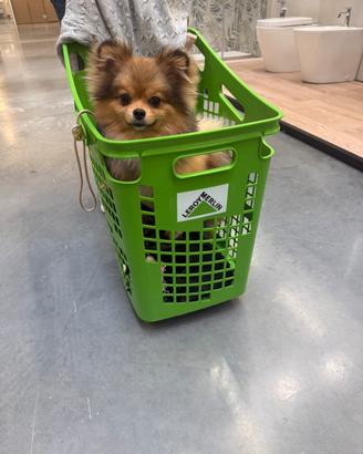 Pomerania maschio per monta, PEDIGREE ENCI