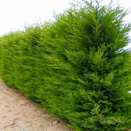 Tuia Ornamentale Siepe Elegante e Privacy Naturale