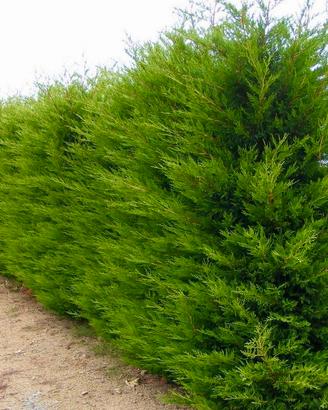 Tuia Ornamentale Siepe Elegante e Privacy Naturale