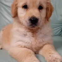 Golden retriever femmina pedigree enci