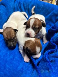 Cuccioli di jack russell terrier