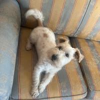 Jack russel pelo ruvido da monta