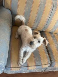 Jack russel pelo ruvido da monta