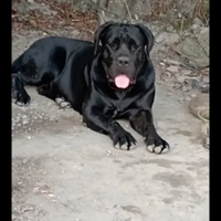 Cane corso