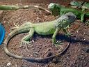iguane-verdi-coloratissime
