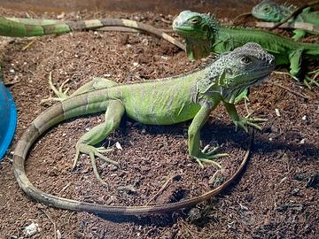 Iguane verdi coloratissime