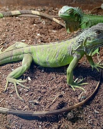 Iguane verdi coloratissime