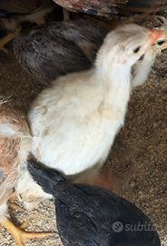 Galline Faraoni