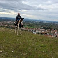 Stallone paint black overo