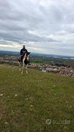 Stallone paint black overo