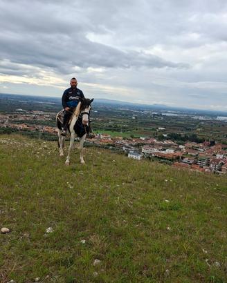 Stallone paint black overo