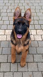 Cucciole Pastore Tedesco