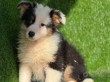 Pastore australiano con pedigree ENCI