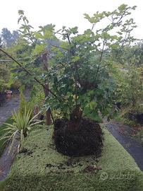 bonsai