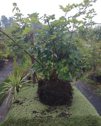 bonsai