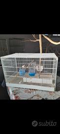 Gabbia per canarini cocorite