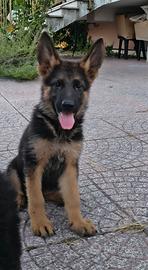 Pastore Tedesco cuccioli 90 giorni super Pedigree