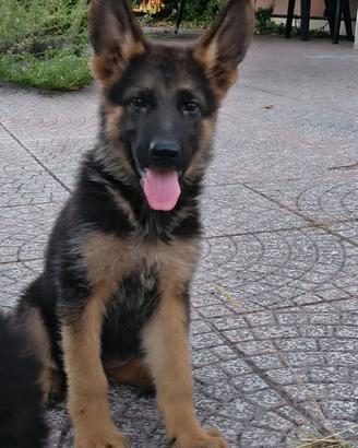 Pastore Tedesco cuccioli 90 giorni super Pedigree