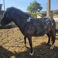 Miny pony shetland
