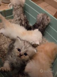 gattine persiano 