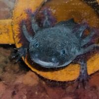 Axolotl wild