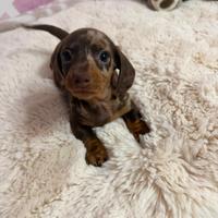 Bassotto tedesco nano kaninchen a pelo corto Enci