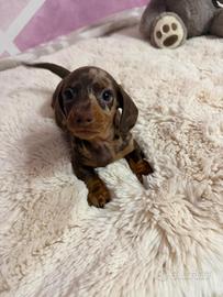 Bassotto tedesco nano kaninchen a pelo corto Enci