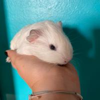 Cavie/ porcellini d'india