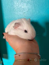 Cavie/ porcellini d'india