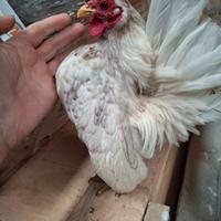 Galletto serama puro