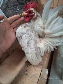 Galletto serama puro